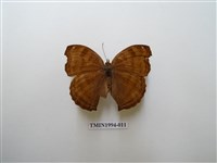 藏品(黯眼蛺蝶)的圖片